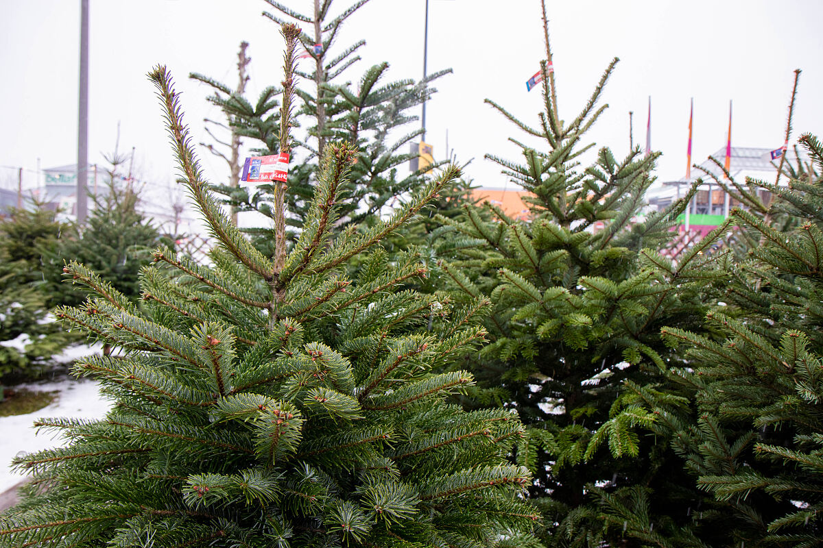MXW_Christbaumverkauf